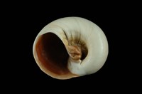 大玉螺藏品圖，第4張